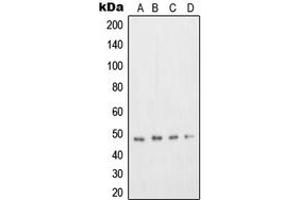 Western blot analysis of DP2 expression in Jurkat (A), A431 (B), Hep G2 (C), COS7 (D) whole cell lysates.