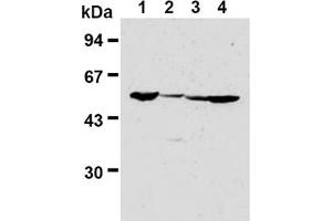 Western Blotting (WB) image for anti-Fizzy/cell Division Cycle 20 Related 1 (FZR1) antibody (ABIN487309) (FZR1 抗体)