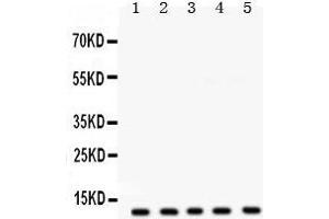 Western Blotting (WB) image for anti-FXYD Domain Containing Ion Transport Regulator 1 (FXYD1) (AA 21-92) antibody (ABIN3043831) (FXYD1 抗体  (AA 21-92))