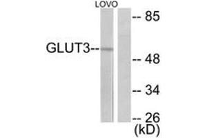 Western blot analysis of extracts from LOVO cells, using GLUT3 Antibody. (SLC2A3 抗体  (AA 447-496))