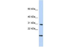 Western Blotting (WB) image for anti-Polymerase (RNA) II (DNA Directed) Polypeptide K, 7.0kDa (POLR2K) antibody (ABIN2459218) (POLR2K 抗体)