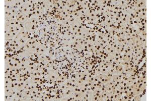 ABIN6277427 at 1/100 staining Rat kidney tissue by IHC-P. (PIWIL2 抗体  (C-Term))