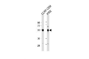 Western Blot at 1:1000 dilution Lane 1: CCRF-CEM whole cell lysate Lane 2: K562 whole cell lysate Lysates/proteins at 20 ug per lane. (Galanin Receptor 1 抗体  (AA 174-200))