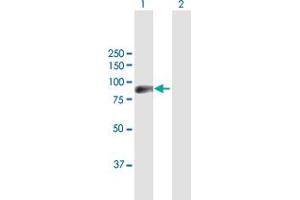 Western Blot analysis of ZNF496 expression in transfected 293T cell line by ZNF496 MaxPab polyclonal antibody. (ZNF496 抗体  (AA 1-587))
