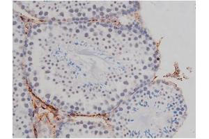 ABIN6267323 at 1/200 staining Mouse testis tissue sections by IHC-P. (NPM1 抗体  (pThr199))