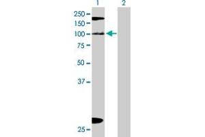 Western Blot analysis of KIAA1967 expression in transfected 293T cell line by KIAA1967 MaxPab polyclonal antibody. (CCAR2 抗体  (AA 1-923))