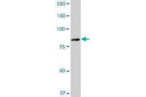 SCIN MaxPab polyclonal antibody. (Scinderin 抗体  (AA 1-468))