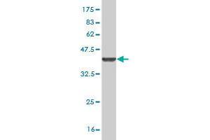 Western Blot detection against Immunogen (36.
