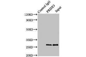 Western Blotting (WB) image for anti-Peroxiredoxin 3 (PRDX3) (AA 63-256) antibody (ABIN7172023)