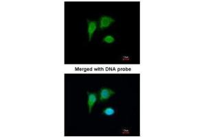 ICC/IF Image Immunofluorescence analysis of paraformaldehyde-fixed A549, using PIG3 , antibody at 1:200 dilution. (TP53I3 抗体)