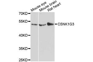 Western blot analysis of extracts of various cell lines, using CSNK1G3 antibody (ABIN6290201) at 1:3000 dilution. (CSNK1G3 抗体)
