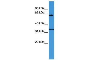 ENOX2 antibody used at 0. (ENOX2 抗体  (N-Term))