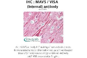 Image no. 1 for anti-Mitochondrial Antiviral Signaling Protein (MAVS) (Internal Region) antibody (ABIN1736795) (MAVS 抗体  (Internal Region))