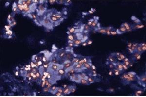 Immunofluorescent staining of Rabbit Lung tissue with anti-c-cbl antibody. (CBL 抗体  (AA 595-810))