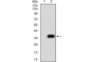 Western Blotting (WB) image for anti-NS1 (AA 1-216) antibody (ABIN5858202) (NS1 (AA 1-216) 抗体)