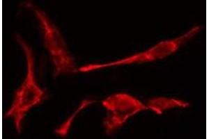 ABIN6275463 staining A549  cells by IF/ICC. (RAB2A 抗体  (Internal Region))
