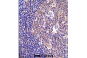 PIK3R5 Antibody immunohistochemistry analysis in formalin fixed and paraffin embedded human tonsil tissue followed by peroxidase conjugation of the secondary antibody and DAB staining. (PIK3R5 抗体  (C-Term))