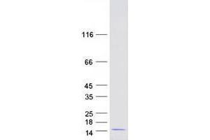 Ubiquitin-Like 5 (UBL5) (Transcript Variant 2) protein (Myc-DYKDDDDK Tag)