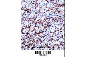 CCDC50 Antibody immunohistochemistry analysis in formalin fixed and paraffin embedded human pancreas tissue followed by peroxidase conjugation of the secondary antibody and DAB staining. (CCDC50 抗体  (AA 86-114))