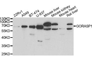 Western blot analysis of extracts of various cell lines, using GORASP1 antibody. (GORASP1 抗体)