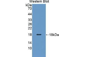 Detection of Recombinant PFN3, Human using Polyclonal Antibody to Profilin 3 (PFN3) (Profilin 3 抗体  (AA 1-133))