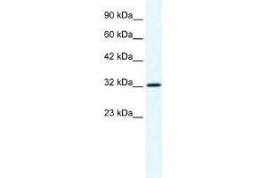 Annexin A1 antibody used at 1. (Annexin a1 抗体  (N-Term))