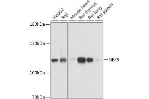 Western blot analysis of extracts of various cell lines, using NEK9 antibody (ABIN7268914) at 1:1000 dilution. (NEK9 抗体  (AA 730-979))