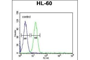 EMX2 Antibody (Center) (ABIN651733 and ABIN2840380) flow cytometric analysis of HL-60 cells (right histogram) compared to a negative control cell (left histogram). (EMX2 抗体  (AA 111-138))