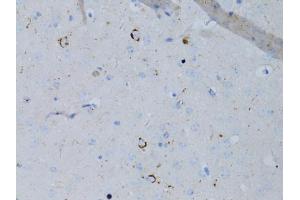 Immunohistochemistry of paraffin-embedded mouse brain using NPY antibody (ABIN5971627) at dilution of 1:75 (40x lens). (NPY 抗体)