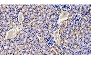 Detection of NOTCH2NL in Mouse Kidney Tissue using Polyclonal Antibody to Notch2 N-Terminal Like Protein (NOTCH2NL)