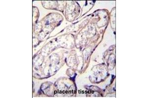 PYCR2 Antibody (Center) (ABIN655797 and ABIN2845226) immunohistochemistry analysis in formalin fixed and paraffin embedded human placenta tissue followed by peroxidase conjugation of the secondary antibody and DAB staining. (PYCR2 抗体  (AA 89-116))