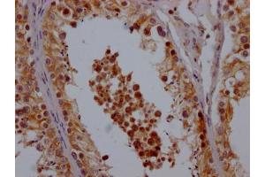 IHC image of ABIN7148184 diluted at 1:200 and staining in paraffin-embedded human testis tissue performed on a Leica BondTM system. (CHCHD5 抗体  (AA 1-110))