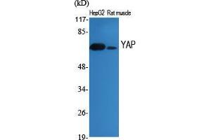 Western Blot (WB) analysis of specific cells using YAP Polyclonal Antibody. (YAP1 抗体  (Tyr537))