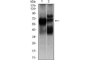 Western blot analysis using HEXA antibody against L1210 (1), and HL7702 (2) cell lysate.
