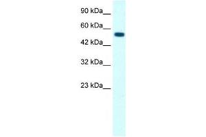 GLRA1 antibody (70R-10532) used at 0. (GLRA1 抗体  (Middle Region))