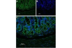 Expression of NK1 receptor in rat colon - Immunohistochemical staining of rat colon paraffin-embedded section using Anti-Neurokinin 1 Receptor (NK1R) (extracellular)-ATTO Fluor-488 Antibody (ABIN7043804), (1:100). (TACR1 抗体  (2nd Extracellular Loop) (Atto 488))