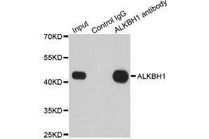Immunoprecipitation analysis of 200ug extracts of 293T cells using 1ug ALKBH1 antibody. (ALKBH1 抗体)