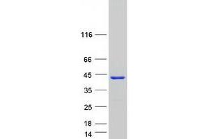 Western Blotting (WB) image for StAR-Related Lipid Transfer (START) Domain Containing 10 (STARD10) protein (Myc-DYKDDDDK Tag) (ABIN2732763)