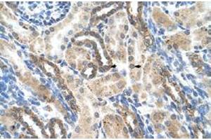 Immunohistochemical staining (Formalin-fixed paraffin-embedded sections) of human kidney with PSG1 polyclonal antibody  at 4-8 ug/mL working concentration. (PSG1 抗体  (N-Term))