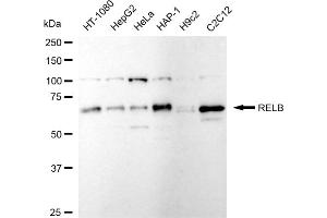 Western blotting analysis using RELB antibody (ABIN7800804). (Recombinant RELB 抗体)