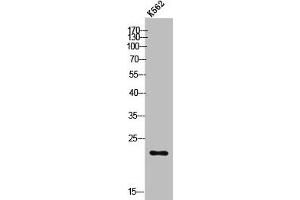 Western Blot analysis of K562 cells using POLR3H Polyclonal Antibody (POLR3H 抗体  (C-Term))