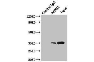 Immunoprecipitating MDH1 in HepG2 whole cell lysate Lane 1: Rabbit control IgG instead of (1 μg) instead of ABIN7158940 in HepG2 whole cell lysate. (MDH1 抗体  (AA 1-334))