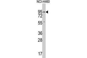 Western blot analysis of GUCY1A2 polyclonal antibody  in NCI-H460 cell lysate (35 ug/lane). (GUCY1A2 抗体  (C-Term))