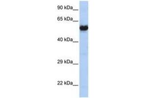Image no. 1 for anti-Cholinergic Receptor, Nicotinic, gamma (CHRNG) (AA 36-85) antibody (ABIN6741494) (CHRNG 抗体  (AA 36-85))
