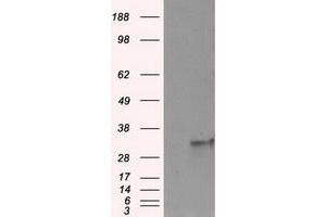 Image no. 5 for anti-Fumarylacetoacetate Hydrolase Domain Containing 2A (FAHD2A) antibody (ABIN1498182) (FAHD2A 抗体)