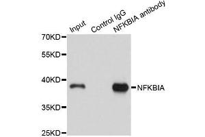 Immunoprecipitation analysis of 150 μg extracts of A549 cells using 3 μg NFKBIA antibody (ABIN5998339). (NFKBIA 抗体)