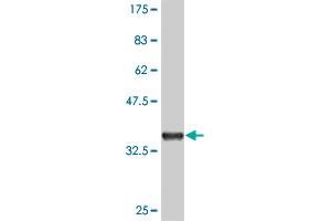 Western Blot detection against Immunogen (36. (MAPKAP Kinase 3 抗体  (AA 59-153))