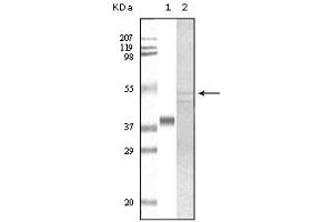 Western Blotting (WB) image for anti-Glycogen Synthase Kinase 3 alpha (GSK3a) (truncated) antibody (ABIN2464059)