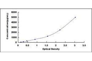 Lysyl Oxidase-Like 1 (LOXL1) ELISA Kit
