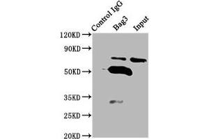 Immunoprecipitating Bag3 in K562 whole cell lysate Lane 1: Rabbit control IgG (1 μg) instead of ABIN7176989 in K562 whole cell lysate. (BAG3 抗体  (AA 2-577))